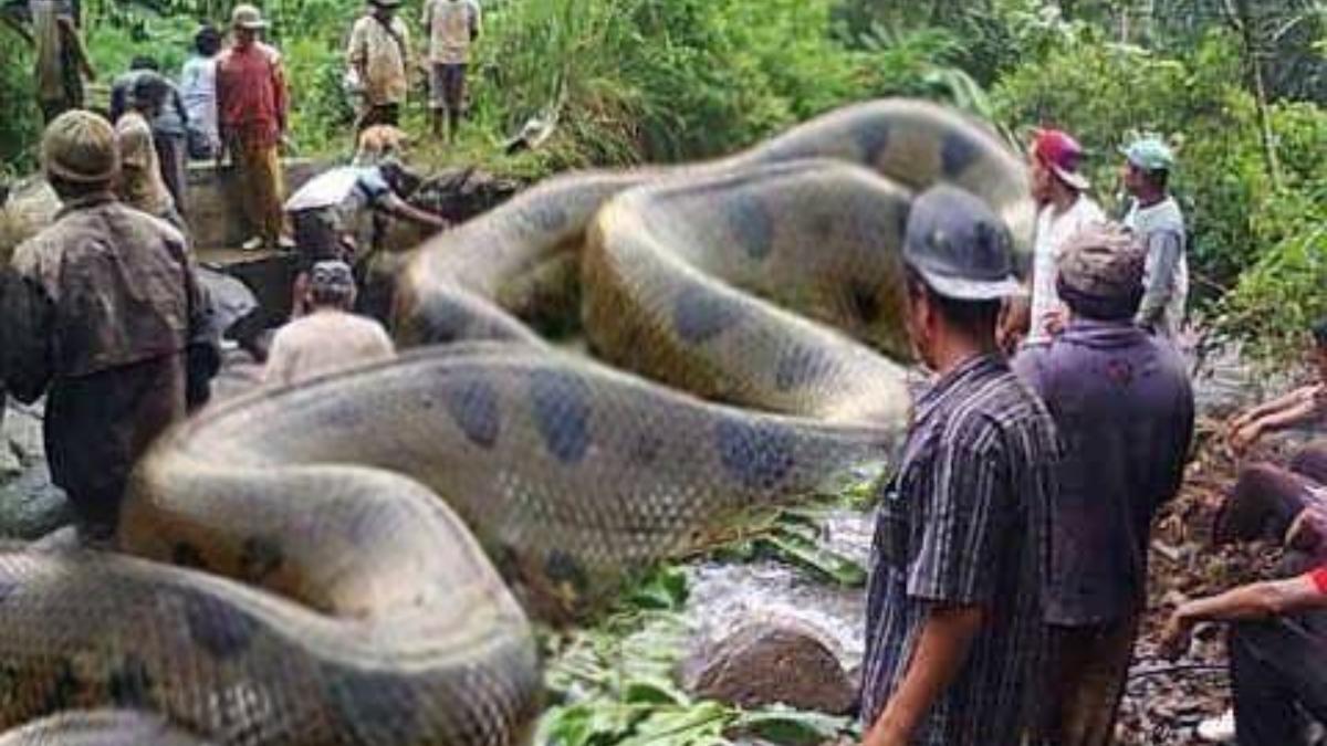 Capturaron a la anaconda más grande del mundo Diario Veloz
