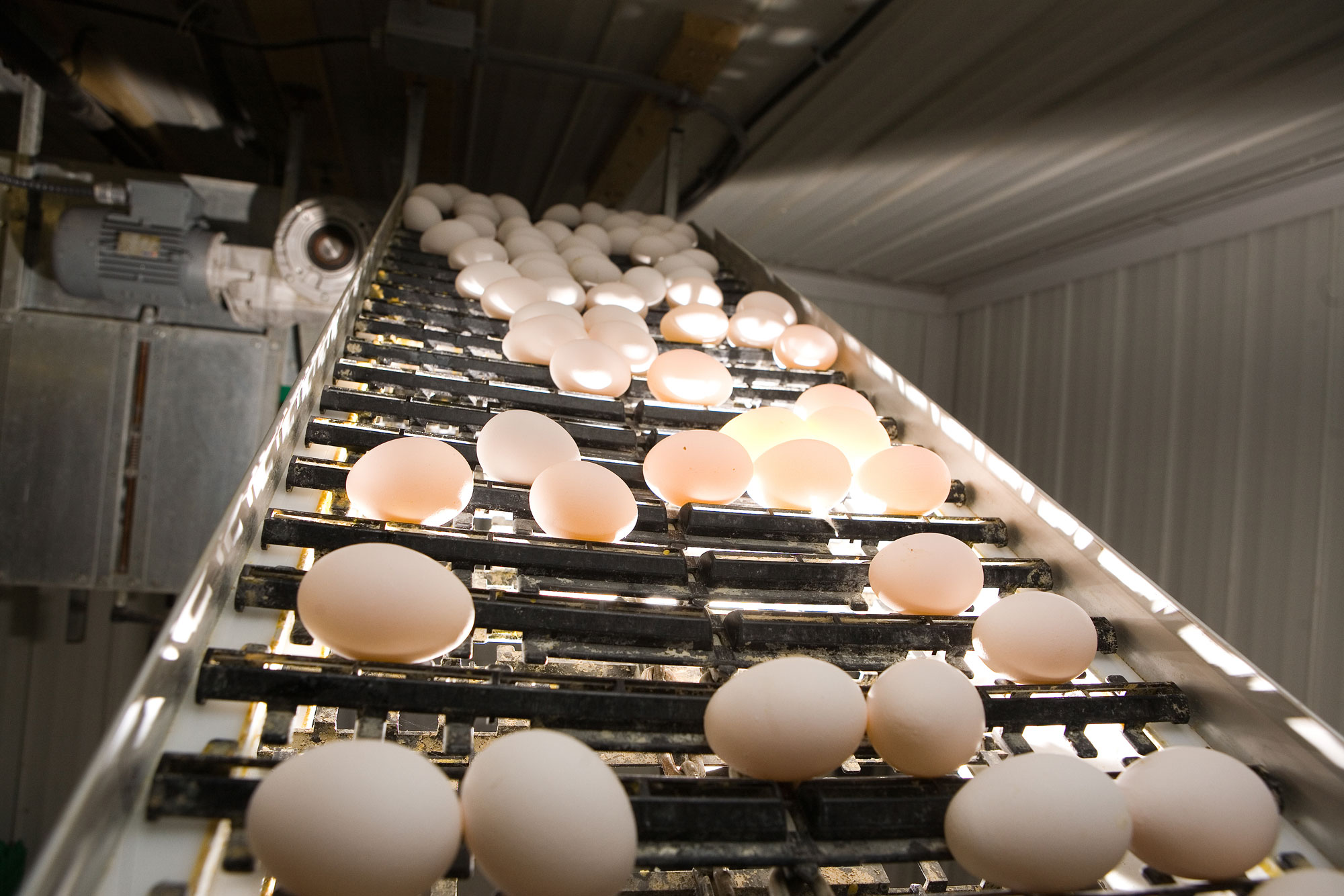 Innovative Egg Collection Systems