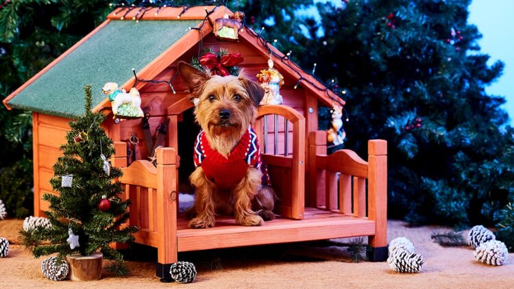 Unique Dog House Christmas Decoration Ideas